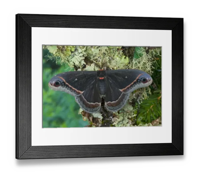 Framed Print : Sammamish, Washington Silk Moth for Arizona area Eupackardia calleta