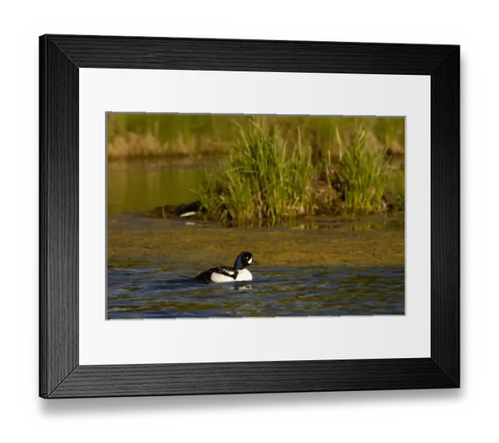 Framed Print : Barrows Goldeneye (Bucephala islandica) Grand Teton National Park Wyoming. USA