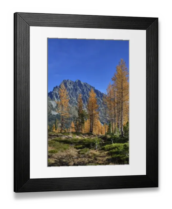 Framed Print : WA, Alpine Lakes Wilderness, Mt. Stuart with golden larch trees Framed Print : WA, Alpine Lakes Wilderness, Mt. Stuart with golden larch trees