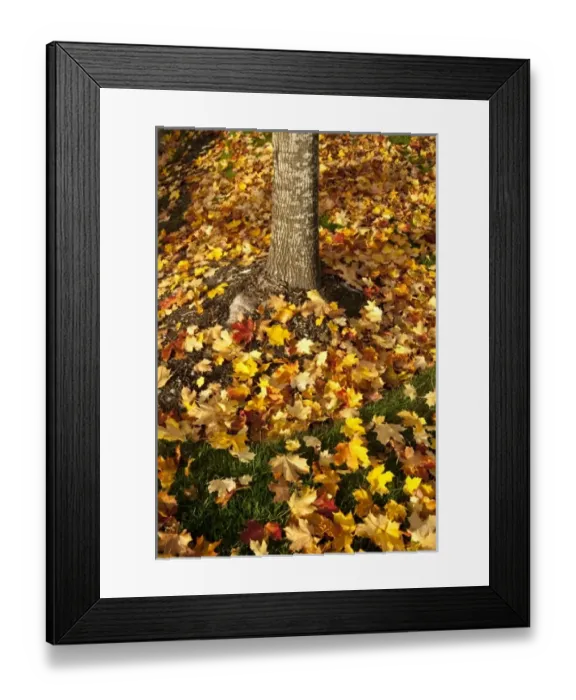 Framed Print : USA, Washington