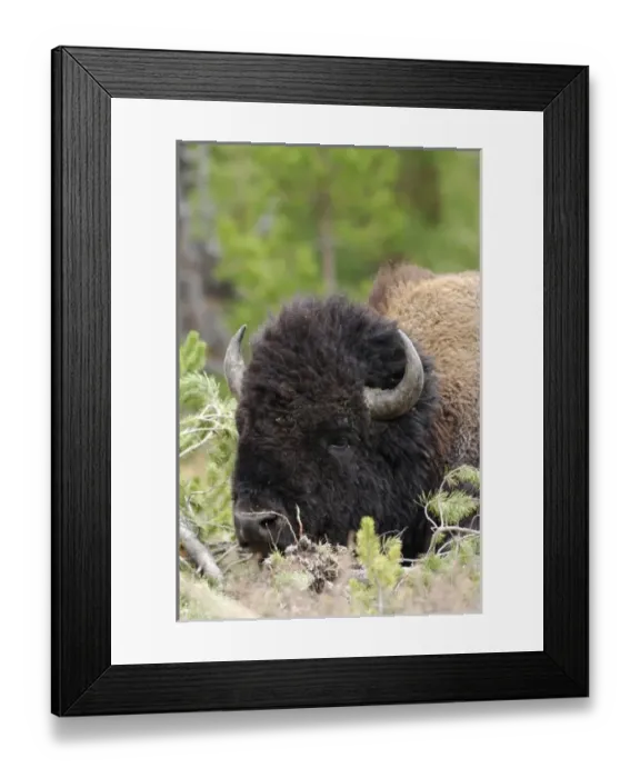 Framed Print : USA, North America, Wyoming