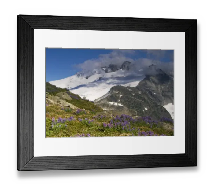 Framed Print : USA, Washington, Cascade Mountains, North Cascades NP. Mt. Challenger and a field of wildflowers