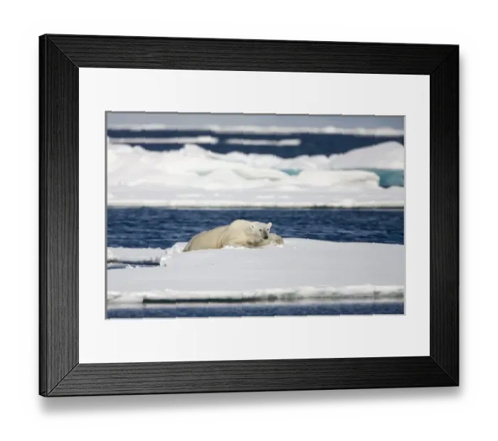 Framed Print : Norway, Svalbard, Spitsbergen Island, Polar Bear (Ursus maritimus) climbing onto Framed Print : Norway, Svalbard, Spitsbergen Island, Polar Bear (Ursus maritimus) climbing onto