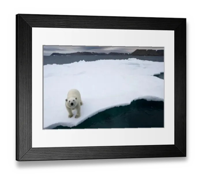 Framed Print : Norway, Svalbard, Polar Bear (Ursus maritimus) walking on iceberg near Half Moon Framed Print : Norway, Svalbard, Polar Bear (Ursus maritimus) walking on iceberg near Half Moon