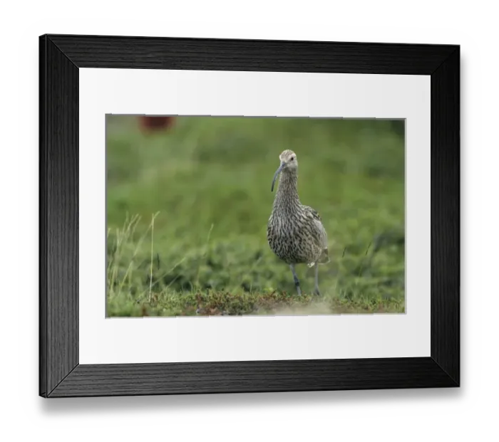 Framed Print : Eurasian Curlew, Numenius arquata, adult, Ekkeroy, Norway Framed Print : Eurasian Curlew, Numenius arquata, adult, Ekkeroy, Norway