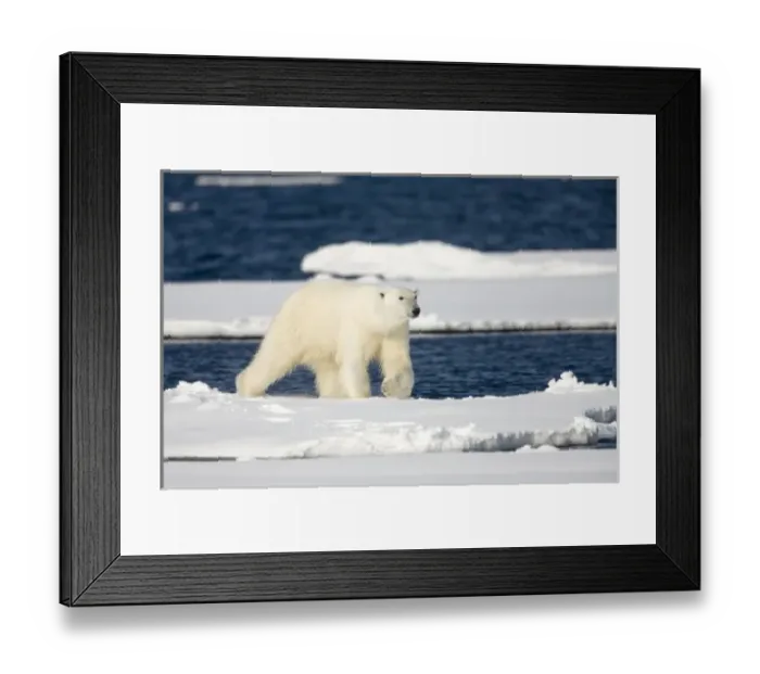 Framed Print : Norway, Svalbard, Spitsbergen Island, Polar Bear (Ursus maritimus) walking on snow-covered Framed Print : Norway, Svalbard, Spitsbergen Island, Polar Bear (Ursus maritimus) walking on snow-covered