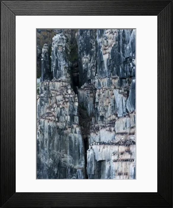 Framed Print : Norway, Svalbard, Brunnichs Guillemot (Uria lomvia) nesting in vast numbers Framed Print : Norway, Svalbard, Brunnichs Guillemot (Uria lomvia) nesting in vast numbers