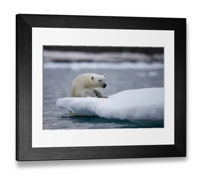 Framed Print : Norway, Svalbard, Polar Bear (Ursus maritimus) climbing onto iceberg after swimming Framed Print : Norway, Svalbard, Polar Bear (Ursus maritimus) climbing onto iceberg after swimming
