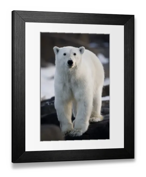 Framed Print : Norway, Svalbard, Langoya Island, Young Polar Bear (Ursus maritimus) sticks out tongue