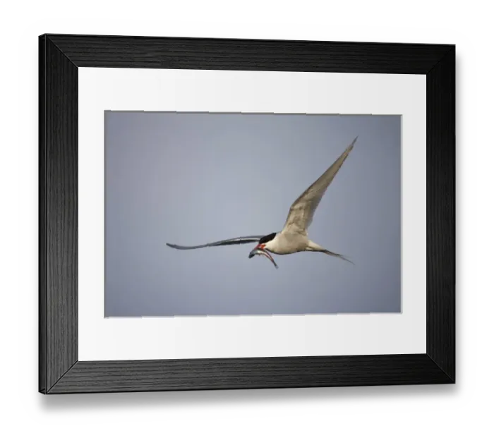 Framed Print : Norway, Svalbard, Spitsbergen Island, Arctic Tern (Sterna paradisaea) carries small