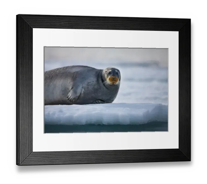 Framed Print : Norway, Svalbard, Spitsbergen Island, Bearded Seal (Erignathus barbatus) resting Framed Print : Norway, Svalbard, Spitsbergen Island, Bearded Seal (Erignathus barbatus) resting