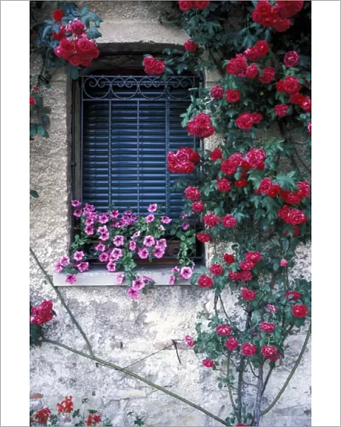 Europe, Italy, Asolo. Window with roses growing on wall