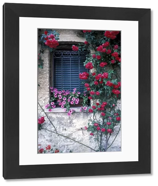Europe, Italy, Asolo. Window with roses growing on wall