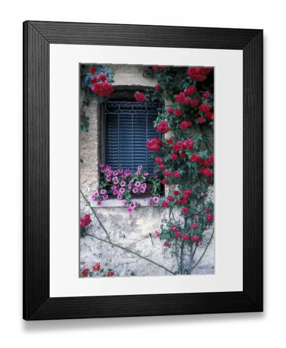 Framed Print : Europe, Italy, Asolo. Window with roses growing on wall