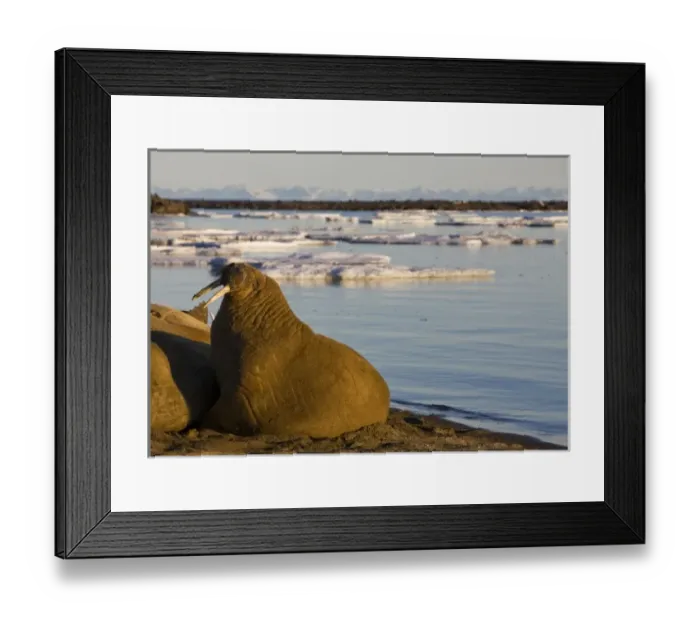 Framed Print : Norway, Svalbard, Edgeoya Island, Walrus (Odobenus rosmarus) in haul out lit by midnight Framed Print : Norway, Svalbard, Edgeoya Island, Walrus (Odobenus rosmarus) in haul out lit by midnight