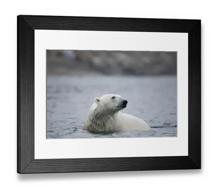 Framed Print : Norway, Svalbard, Polar Bear (Ursus maritimus) swimming in Sallyhammna Harbor Framed Print : Norway, Svalbard, Polar Bear (Ursus maritimus) swimming in Sallyhammna Harbor