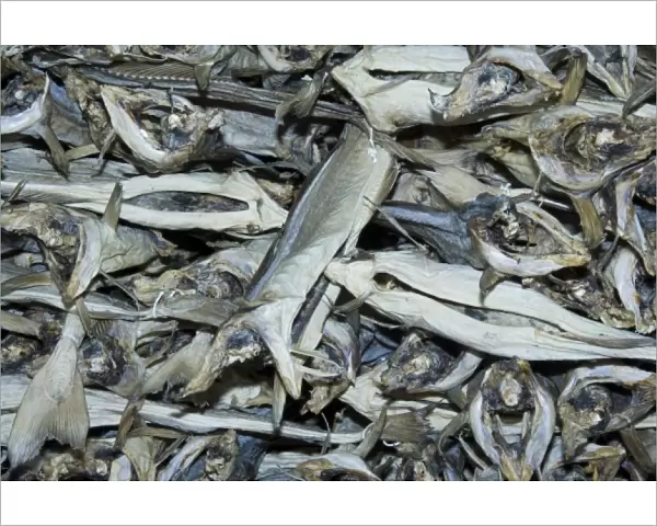 Europe, Norway, Lofoten. Stockfish (dried cod fish)