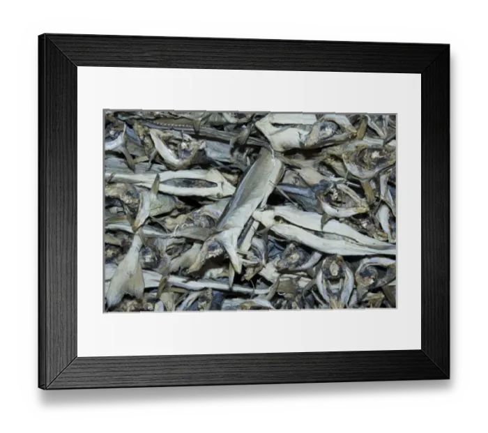 Framed Print : Europe, Norway, Lofoten. Stockfish (dried cod fish) Framed Print : Europe, Norway, Lofoten. Stockfish (dried cod fish)