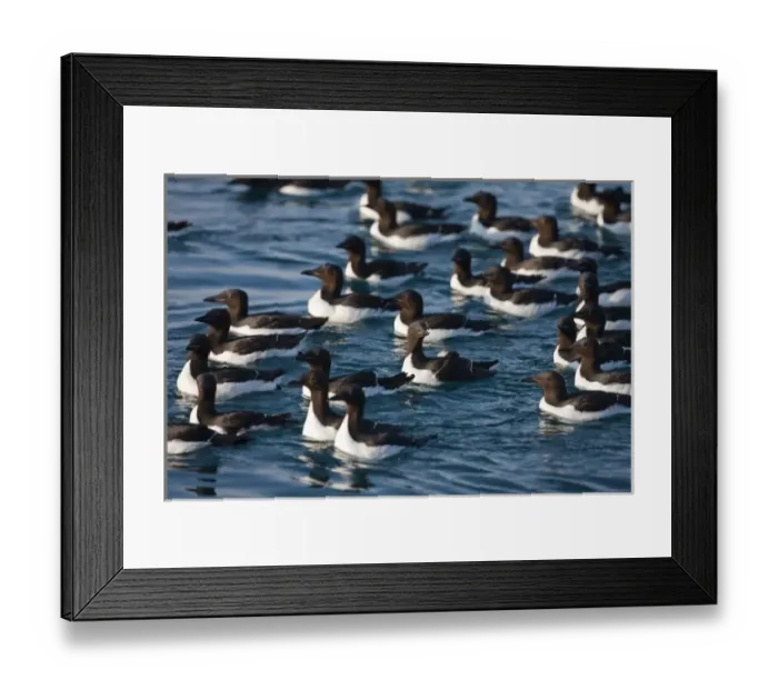 Framed Print : Norway, Svalbard, Brunnichs Guillemot (Uria lomvia) swimming in vast numbers Framed Print : Norway, Svalbard, Brunnichs Guillemot (Uria lomvia) swimming in vast numbers