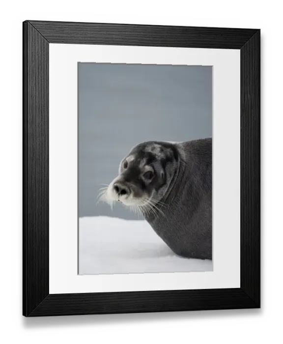 Framed Print : Norway, Svalbard, Tiholmane Islands, Bearded Seal (Erignathus barbatus) resting Framed Print : Norway, Svalbard, Tiholmane Islands, Bearded Seal (Erignathus barbatus) resting