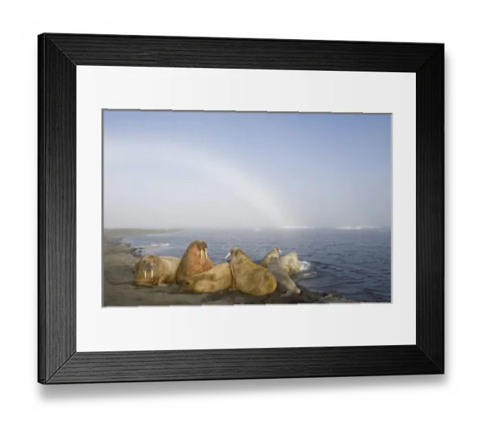 Framed Print : Norway, Svalbard, Tiholmane Islands, Walrus (Odobenus rosmarus) resting in beach Framed Print : Norway, Svalbard, Tiholmane Islands, Walrus (Odobenus rosmarus) resting in beach
