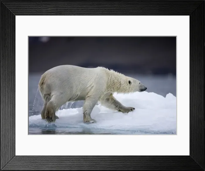Framed Print : Norway, Svalbard, Polar Bear (Ursus maritimus) climbs onto iceberg while swimming Framed Print : Norway, Svalbard, Polar Bear (Ursus maritimus) climbs onto iceberg while swimming
