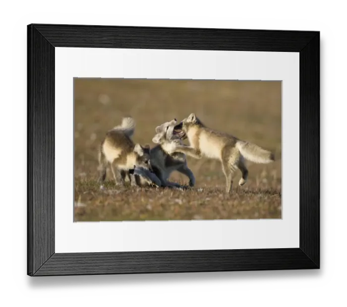 Framed Print : Norway, Svalbard, Edgeoya Island, Arctic Fox (Vulpes lagopus) Kits playing on tundra