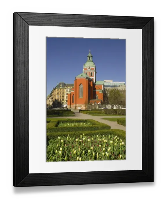 Framed Print : Sweden. Stockholm. Norrmalm. Tulips in the Kungstradgarden Framed Print : Sweden. Stockholm. Norrmalm. Tulips in the Kungstradgarden