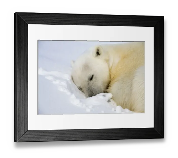 Framed Print : Norway, Svalbard, Spitsbergen Island, Polar Bear (Ursus maritimus) curls up to sleep Framed Print : Norway, Svalbard, Spitsbergen Island, Polar Bear (Ursus maritimus) curls up to sleep