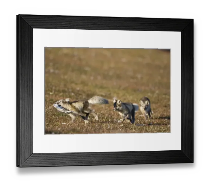 Framed Print : Norway, Svalbard, Edgeoya Island, Arctic Fox (Vulpes lagopus) Kits playing with remains Framed Print : Norway, Svalbard, Edgeoya Island, Arctic Fox (Vulpes lagopus) Kits playing with remains