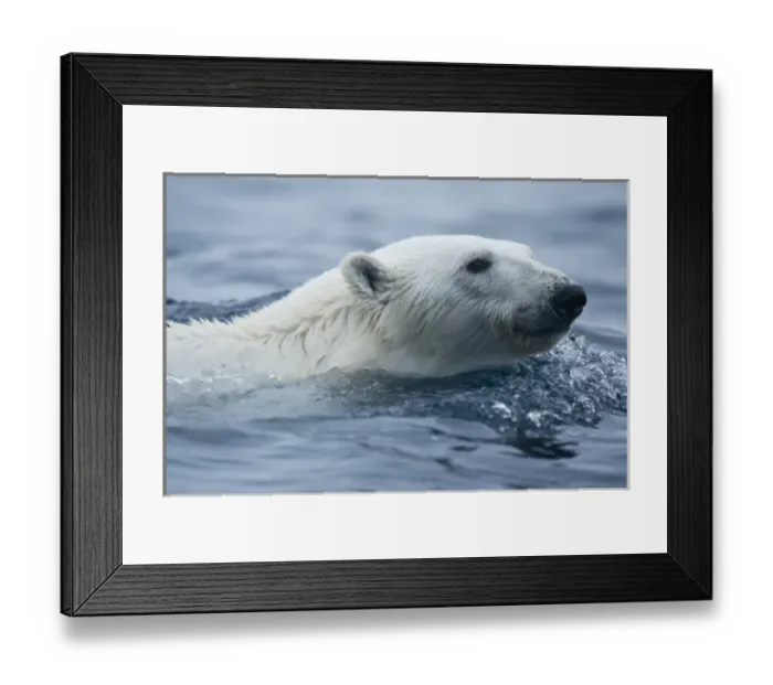 Framed Print : Norway, Svalbard, Polar Bear (Ursus maritimus) swimming in sea near Phippsoya Island