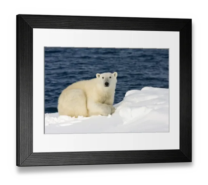 Framed Print : Norway, Svalbard, Spitsbergen Island, Polar Bear (Ursus maritimus) resting on snow-covered Framed Print : Norway, Svalbard, Spitsbergen Island, Polar Bear (Ursus maritimus) resting on snow-covered