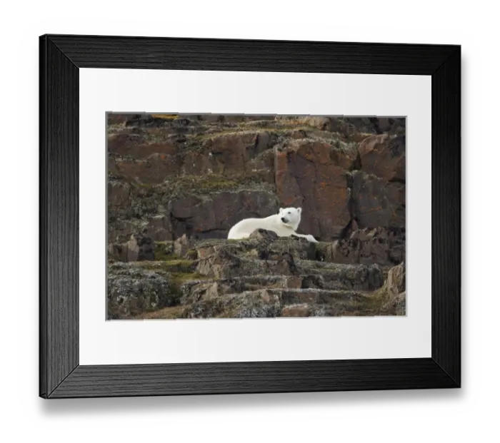 Framed Print : Norway, Svalbard, Langoya Island, Polar Bear (Ursus maritimus) resting on basalt