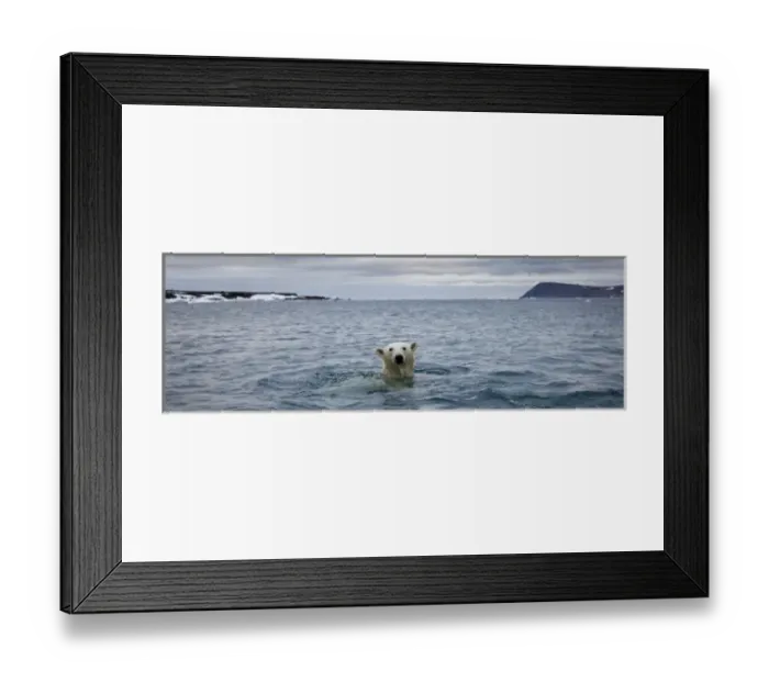 Framed Print : Norway, Svalbard, Polar Bear (Ursus maritimus) swimming near Half Moon Island Framed Print : Norway, Svalbard, Polar Bear (Ursus maritimus) swimming near Half Moon Island