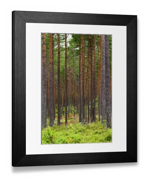 Framed Print : Europe, Sweden Framed Print : Europe, Sweden