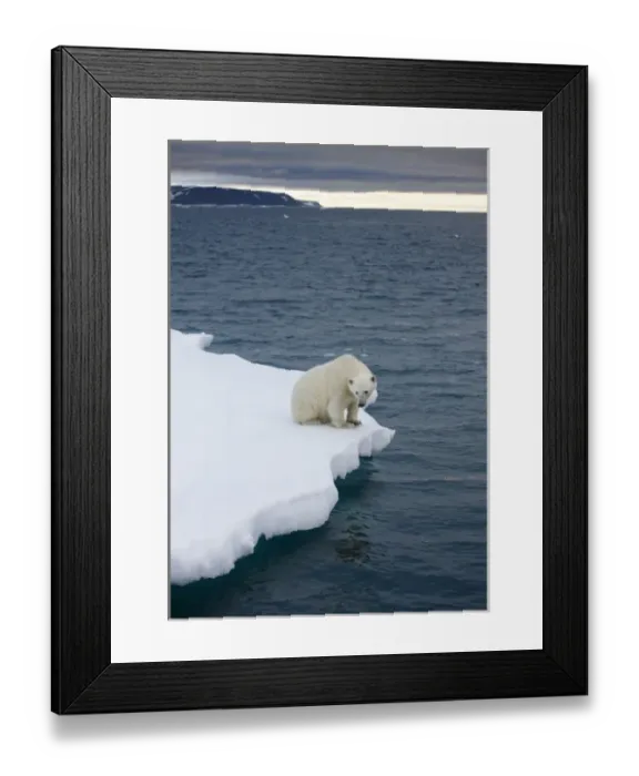 Framed Print : Norway, Svalbard, Polar Bear (Ursus maritimus) sitting on melting iceberg near Half Framed Print : Norway, Svalbard, Polar Bear (Ursus maritimus) sitting on melting iceberg near Half