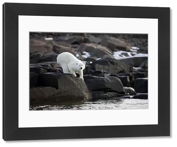 Norway, Svalbard, Langoya Island, Young Polar Bear (Ursus maritimus) crouching along