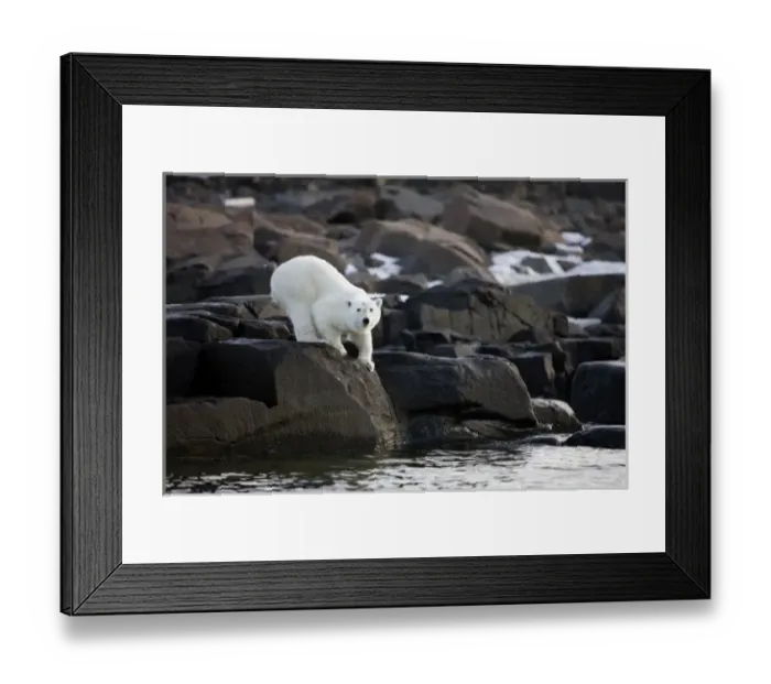Framed Print : Norway, Svalbard, Langoya Island, Young Polar Bear (Ursus maritimus) crouching along Framed Print : Norway, Svalbard, Langoya Island, Young Polar Bear (Ursus maritimus) crouching along