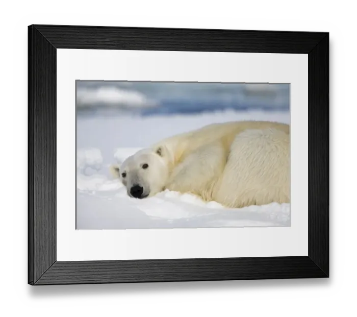 Framed Print : Norway, Svalbard, Spitsbergen Island, Polar Bear (Ursus maritimus) resting on snow-covered