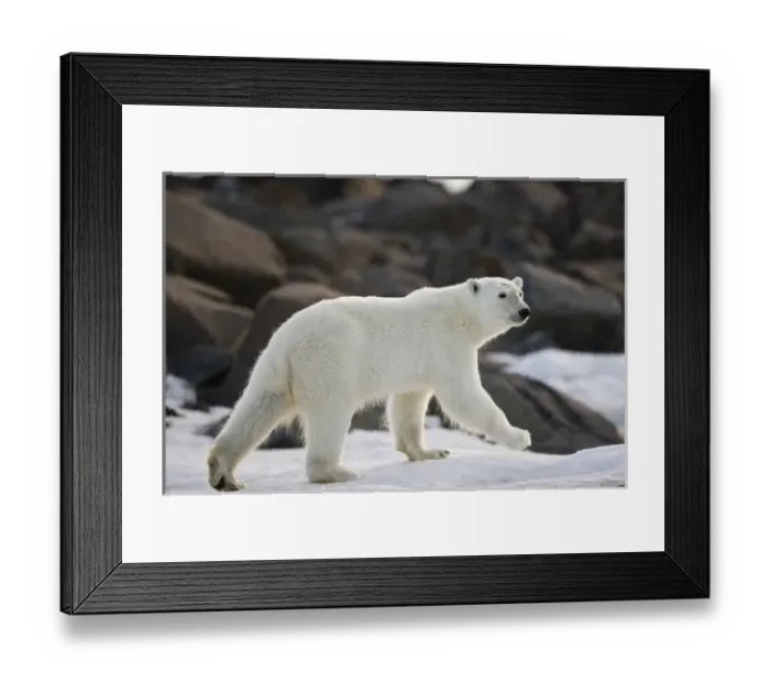 Framed Print : Norway, Svalbard, Langoya Island, Young Polar Bear (Ursus maritimus) walking along Framed Print : Norway, Svalbard, Langoya Island, Young Polar Bear (Ursus maritimus) walking along
