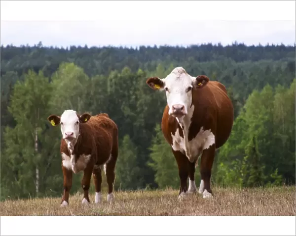 Calf Cow Brown and white Smaland region. Sweden, Europe