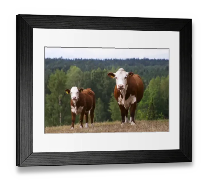 Framed Print : Calf Cow Brown and white Smaland region. Sweden, Europe Framed Print : Calf Cow Brown and white Smaland region. Sweden, Europe