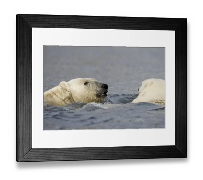 Framed Print : Norway, Svalbard, Spitsbergen Island, Polar Bears (Ursus maritimus) swimming across Framed Print : Norway, Svalbard, Spitsbergen Island, Polar Bears (Ursus maritimus) swimming across