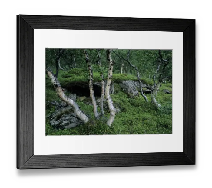 Framed Print : Birch Trees and wildflowers, Norway Framed Print : Birch Trees and wildflowers, Norway