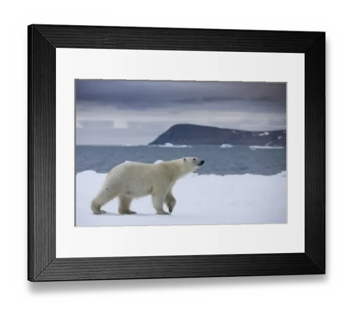 Framed Print : Norway, Svalbard, Polar Bear (Ursus maritimus) walking on iceberg near Half Moon Framed Print : Norway, Svalbard, Polar Bear (Ursus maritimus) walking on iceberg near Half Moon