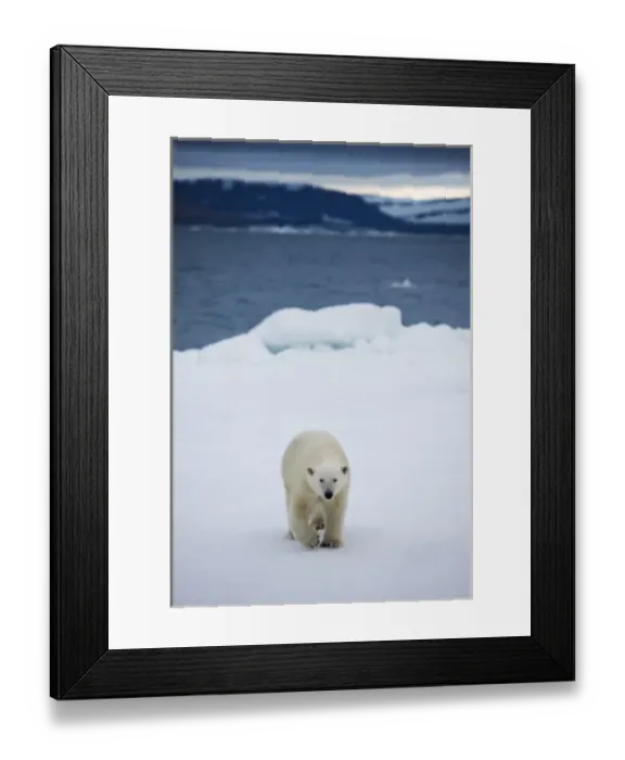 Framed Print : Norway, Svalbard, Polar Bear (Ursus maritimus) walking on melting iceberg near Half Framed Print : Norway, Svalbard, Polar Bear (Ursus maritimus) walking on melting iceberg near Half