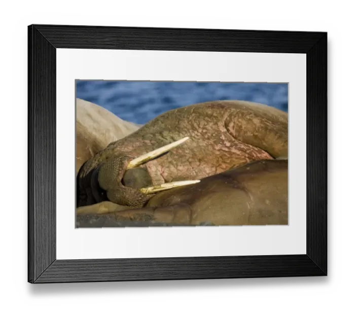Framed Print : Norway, Svalbard, Tiholmane Islands, Walrus (Odobenus rosmarus) sleeping on beach Framed Print : Norway, Svalbard, Tiholmane Islands, Walrus (Odobenus rosmarus) sleeping on beach