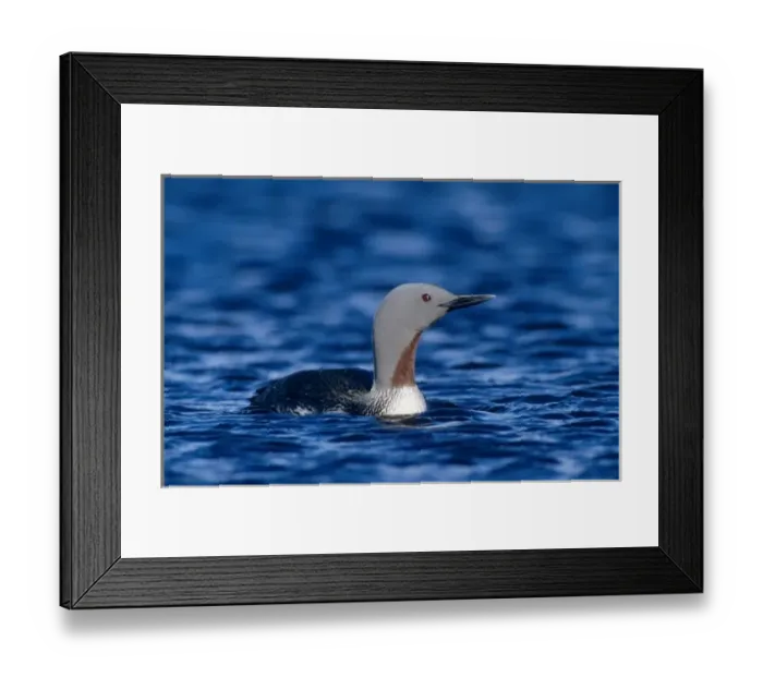 Framed Print : Red-throated Loon, Gavia stellata, adult, Kongsfjord, Norway Framed Print : Red-throated Loon, Gavia stellata, adult, Kongsfjord, Norway