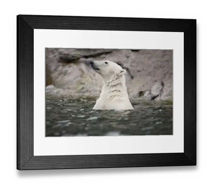 Framed Print : Norway, Svalbard, Spitsbergen Island, Polar Bear (Ursus maritimus) swimming in Sallyhammna Framed Print : Norway, Svalbard, Spitsbergen Island, Polar Bear (Ursus maritimus) swimming in Sallyhammna