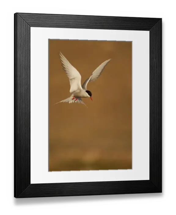 Framed Print : Norway, Svalbard, Longyearbyen, Arctic Tern (Sterna paradisaea) hovering above small Framed Print : Norway, Svalbard, Longyearbyen, Arctic Tern (Sterna paradisaea) hovering above small